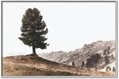 Picture of Tree on a Hill