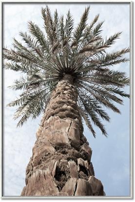 Picture of Palm Perfection