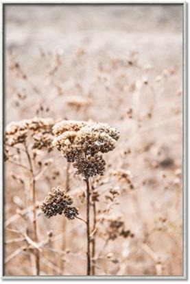 Picture of Macro Dried Florals