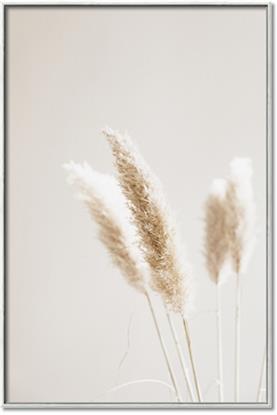 Picture of White Cluster petaled flower