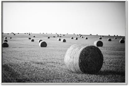 Picture of Hay Bails