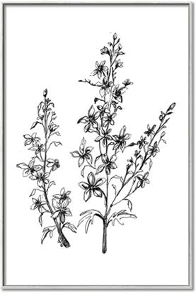 Picture of Whimsy Botanical I