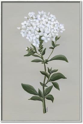 Picture of White flower I