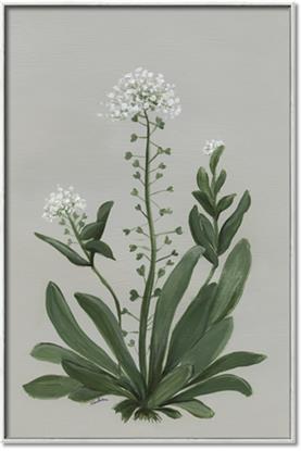 Picture of White flower II