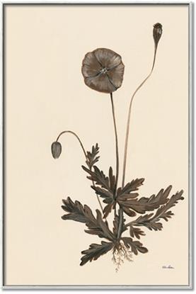Picture of Vintage Botanical II