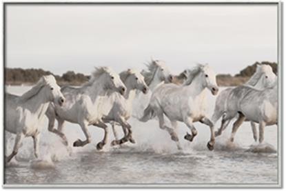 Picture of Horses Running in Water