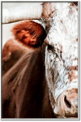 Picture of Brown & black Cattle