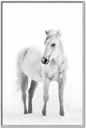 Picture of Solo White Horse