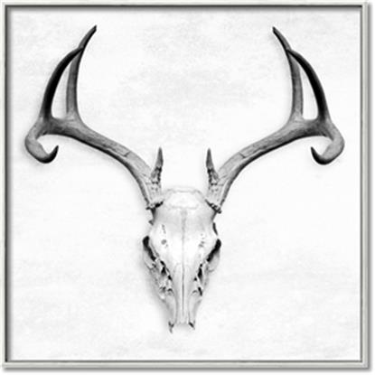 Picture of Cranial Bone ll