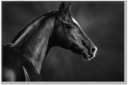 Picture of Black Beauty