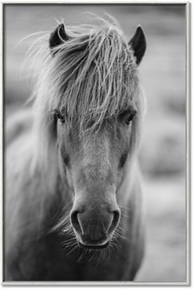 Picture of Icelandic Horse in Black and White