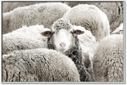 Picture of Sheepish