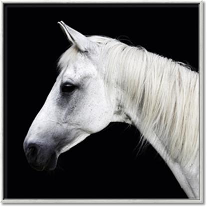 Picture of Side Profile