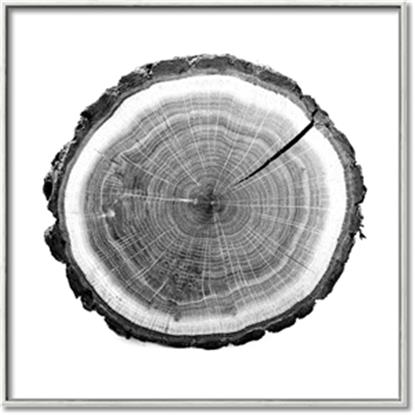 Picture of Log Slice I