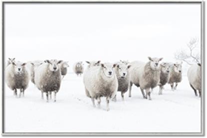 Picture of Sheep Party