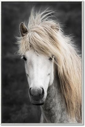 Picture of Stallion