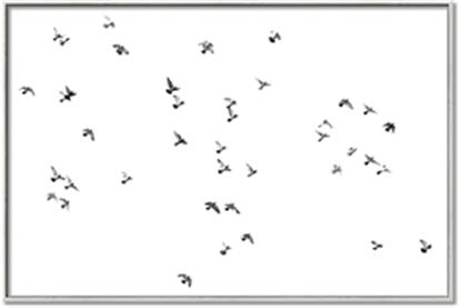 Picture of Flying Birds