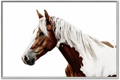 Picture of Spotted Horse