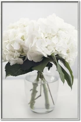 Picture of Hydrangea Bouquet