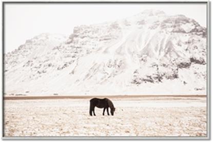 Picture of Horse in Field