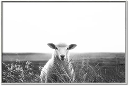Picture of Field Sheep