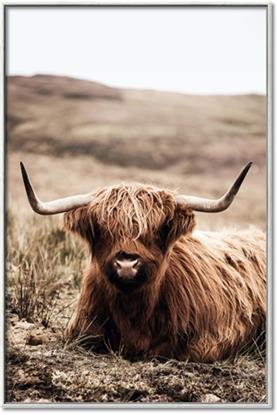 Picture of Furry Brown Cow