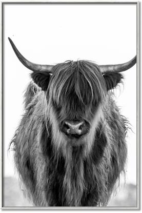 Picture of B&W Highland