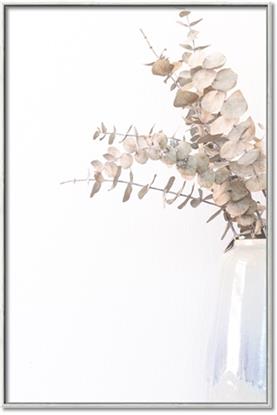 Picture of Natural Eucalyptus