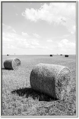 Picture of Hay Bail