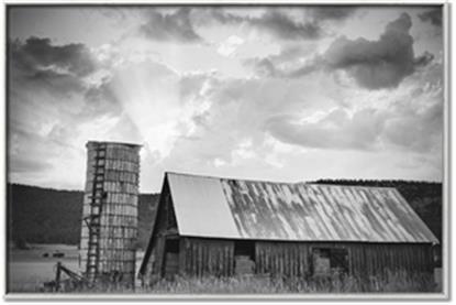 Picture of On the Farm BW