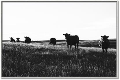 Picture of Cow Field