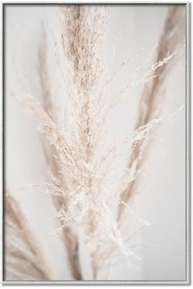 Picture of Whispy Pampas