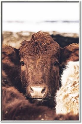 Picture of Snuggled Highland