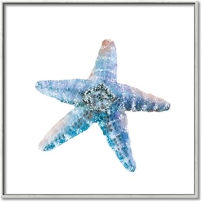 Picture of Watercolor shell II