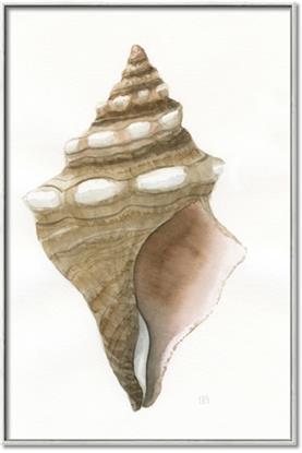 Picture of Sea Shell I