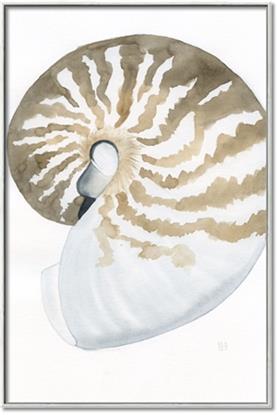Picture of Sea Shell II