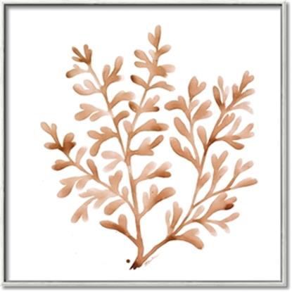 Picture of Orange Coral