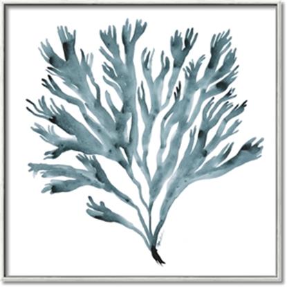 Picture of Teal Coral