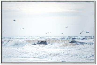 Picture of Seagulls Over the Water
