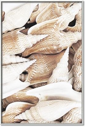 Picture of All the Shells