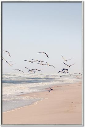 Picture of Beach Birds