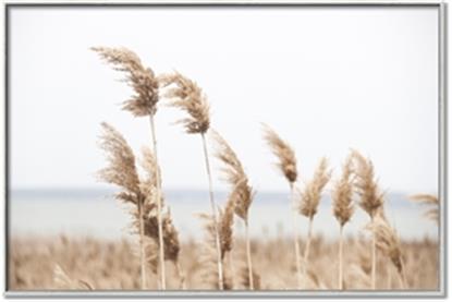 Picture of Beach Pampas
