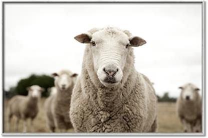 Picture of Sheepily