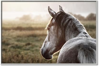 Picture of Horse & the Horizon