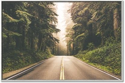 Picture of Foggy Straight Redwood Highway