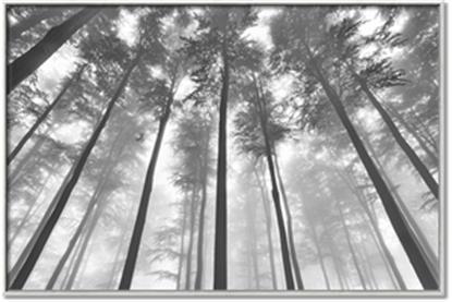 Picture of Sky High Trees