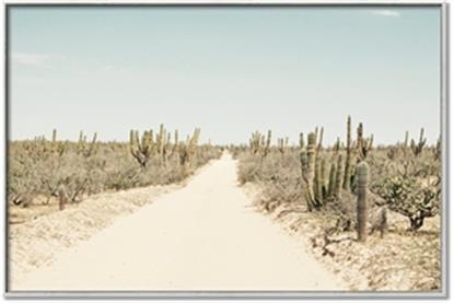 Picture of Cactus Row