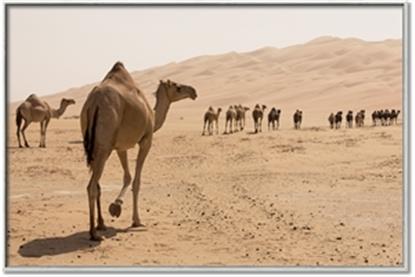 Picture of Camel Walk