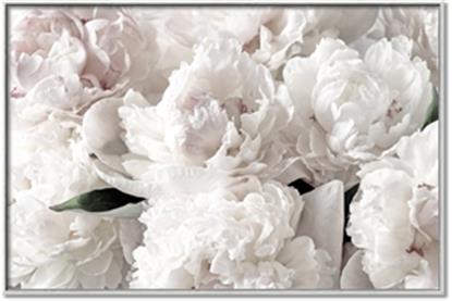 Picture of Fluffy Florals