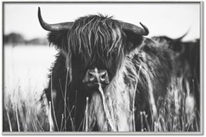 Picture of Bull in the Grass